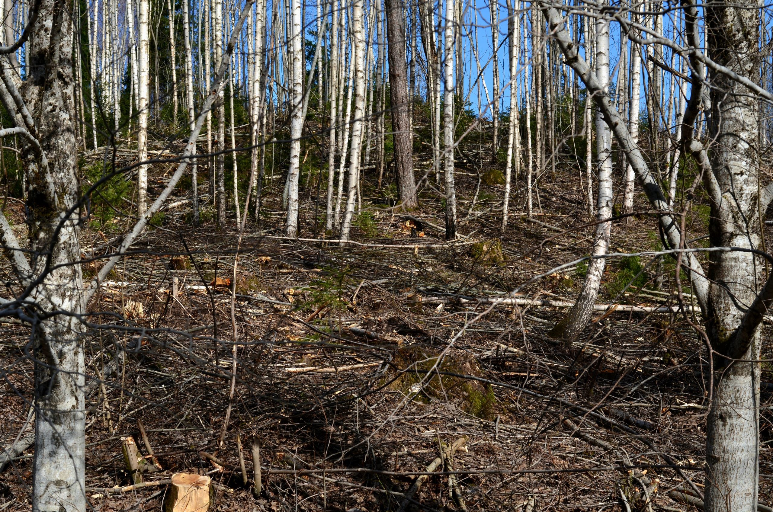 Dažādi apaugumi Dažādi apaugumi