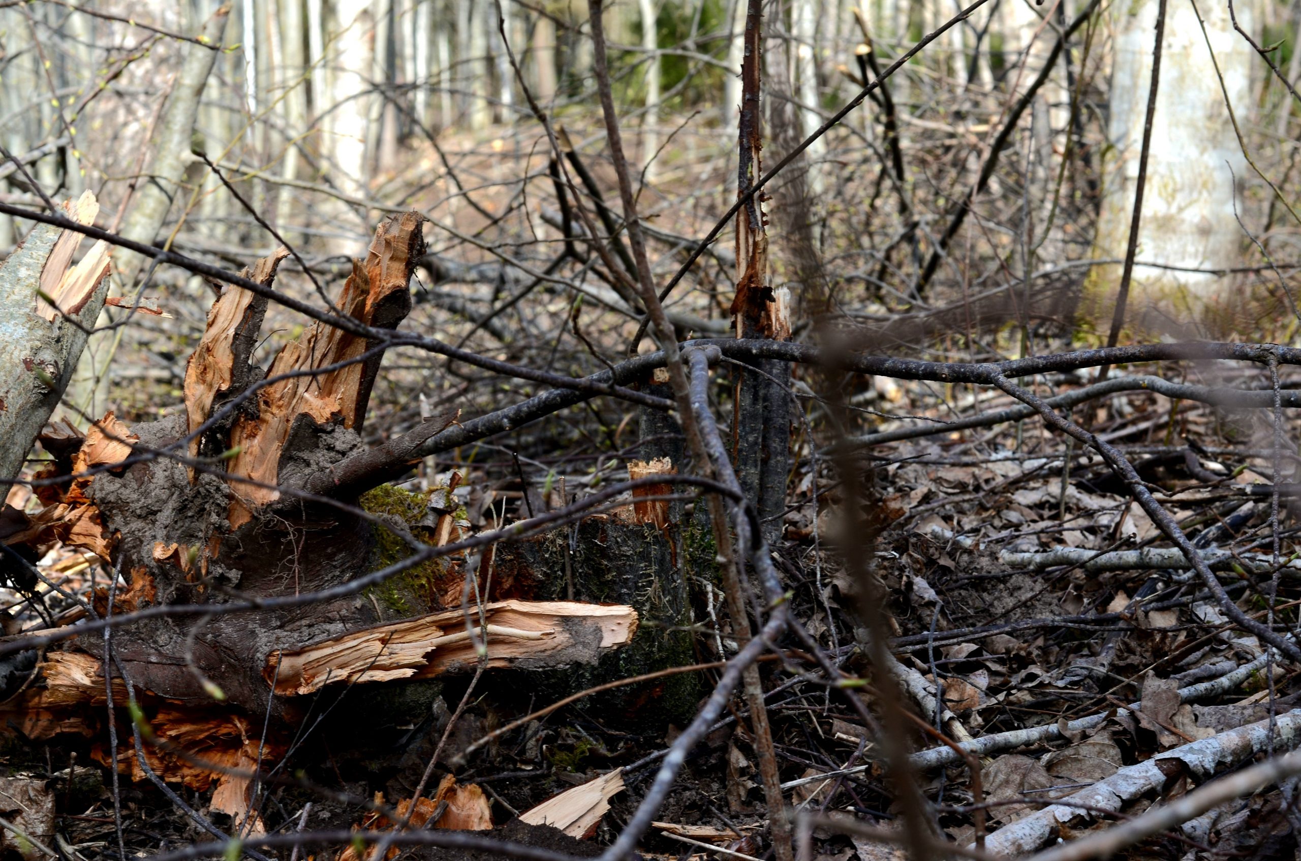 Apaugumu tirisana Apaugumu tīrīšana