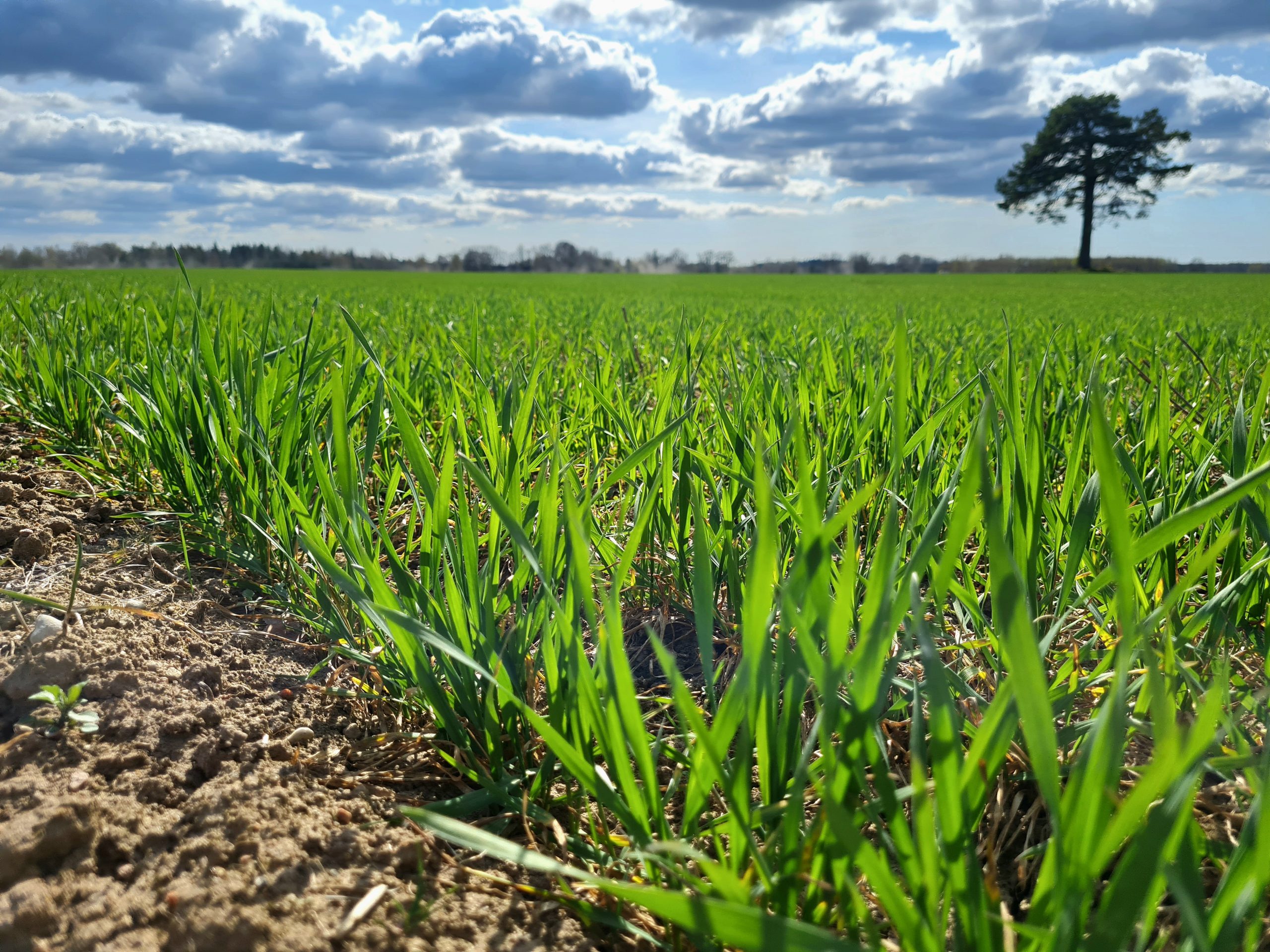 Lauksaimniecības zeme Lauksaimniecības zeme